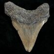 Juvenile Megalodon Tooth - South Carolina #10681-2